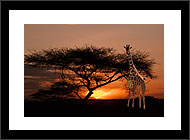 Africa