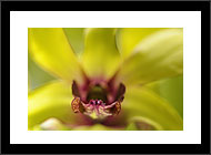 Nature & Flowers