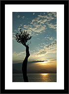 Order Prints