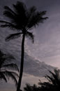 Dramatic Sky & Palms