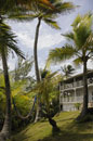 Nestled in the Palm Trees