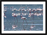 Nakuru National Park