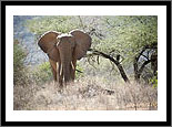 Samburu