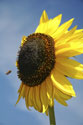 Nature & Flowers