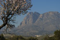 Blossom tree & Mountain