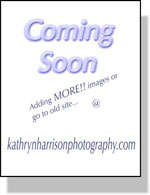 More Images 