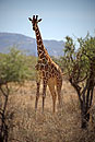 Reticulated Giraffe Portrait