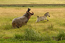 Hippo Hungry for Zebra