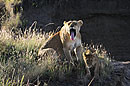 Mama Lions Big Yawn