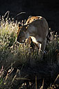 Lioness Walking in the Sun