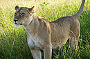 Lioness Standing Proud