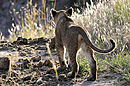 Lion Cub Walk on a SUNday