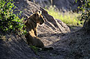 Lion Cub Sitting Down on the Job