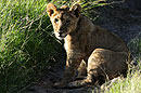 Lion Cub
