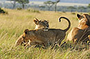 Loving Lion Cub