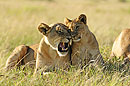 Lioness & Cub Love 