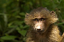 Cute Baby Baboon