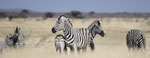 Zebra Panorama