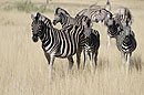 Zebra Family