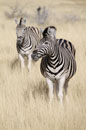Zebra Portrait 2