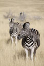 Zebra Portrait