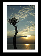 Order Prints