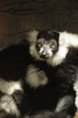 Ruffed Lemur