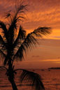 Sunset with Palm Tree