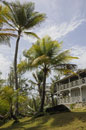 Tall Palms at Sea-U