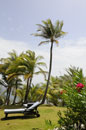 Sunbeds by the Palms