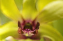 Yellow Orchids