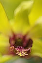 Soft Focus Orchid