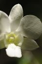 White Orchid