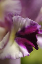 Orchid Frilly Petals