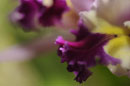 Colourful Orchid