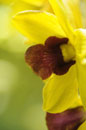 Bright Yellow Orchid