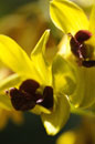 Sunlit Yellow Orchid