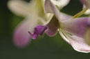 Delicate Lilac Orchid