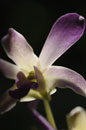Sunlit Lilac orchid