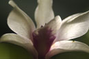Sunlit Petal Veins