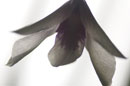 Monochrome look Orchid