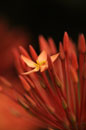 Ixora in Macro