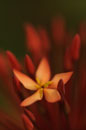 Single Ixora Flower