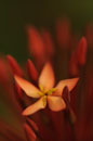 Single Ixora Flower