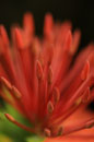 Ixora Flower Buds