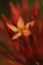 Macro Soft Focus Ixora
