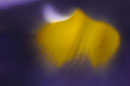 Flower Abstract
