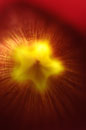 Red Flower Abstract