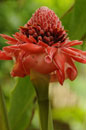 Red Torch Ginger Plant