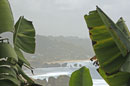 The Bay through Bannanas
